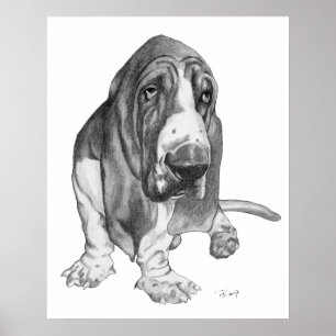 Basset Hound Poster