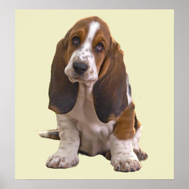 Basset Hound Print (Front)