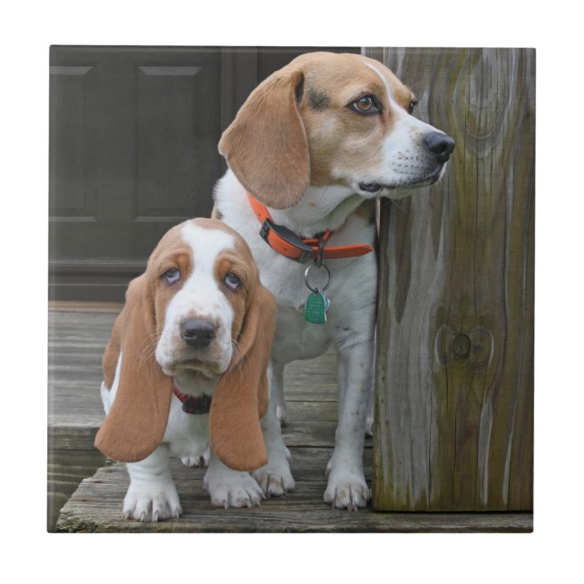 Basset Hound Puppy And Beagle Buddy Tile (Front)