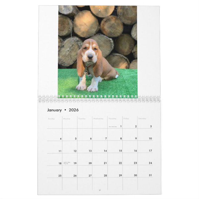 Basset hound puppy calendar (Jan 2026)
