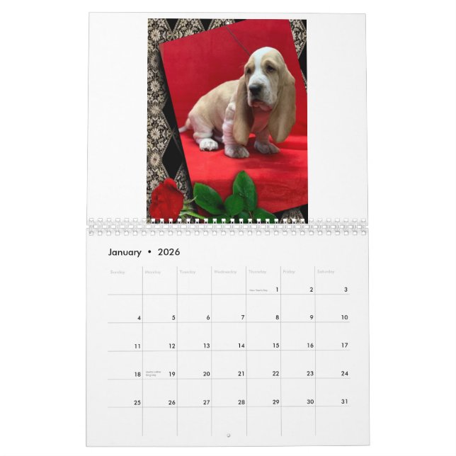 Basset hound puppy calendar (Jan 2026)