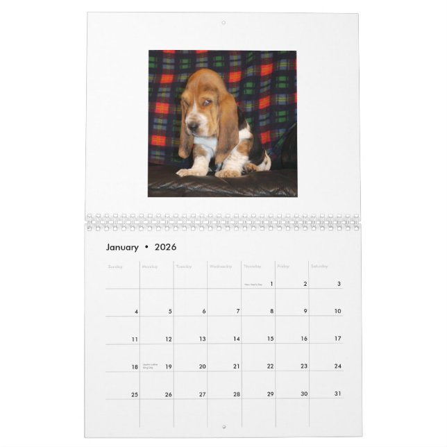 Basset Hound puppy calendar (Jan 2026)