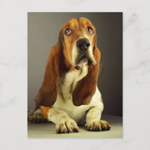 Basset Hound Puppy Dog Hello Love, Thinking of You Postcard