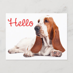Basset Hound Puppy Dog Red Hello Thinking of You Postcard