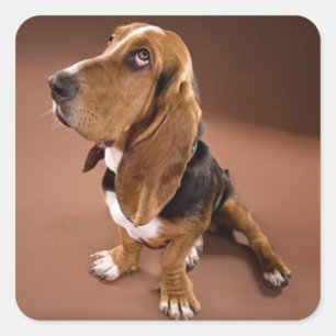 Basset Hound Puppy Dog Sticker / Label