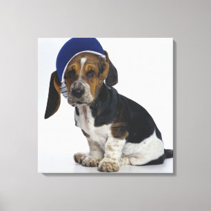 Basset Hound Puppy With Visor Canvas Print