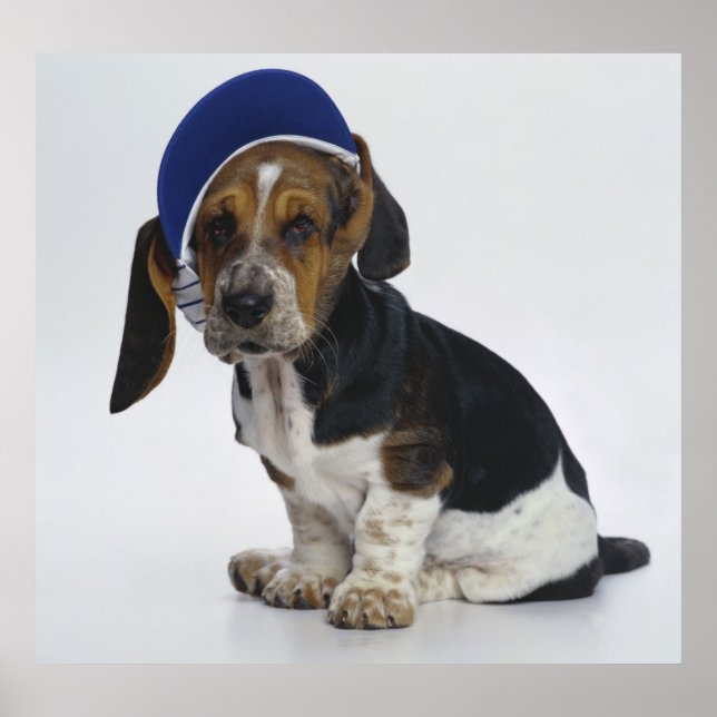 Basset Hound Puppy With Visor Poster (Front)
