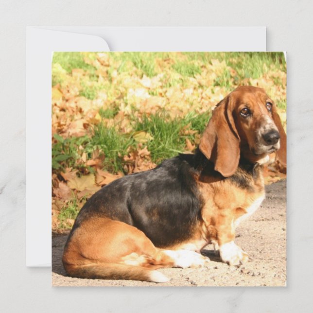 Basset Hound Sitting Invitations (Front)