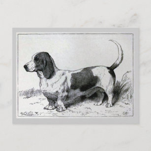 "Basset Hound" Vintage Dog Illustration Postcard