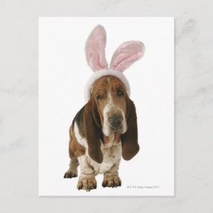 Basset hound with bunny ears postcard