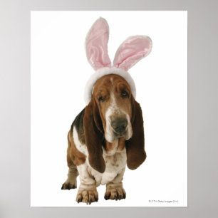 Basset hound with bunny ears poster