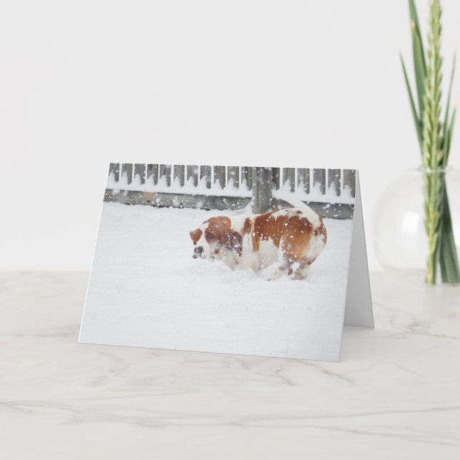 "Basset Hounds in the Wild" series greeting cards (Front)