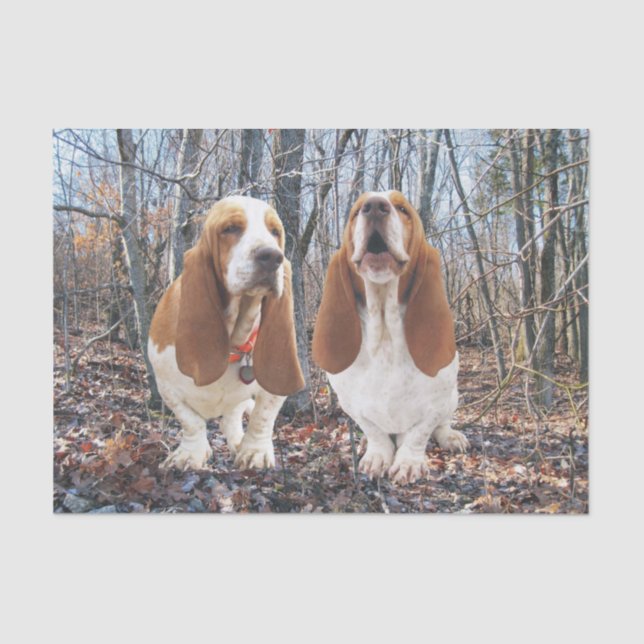 Basset Hounds in the Woods Tissue Paper (Front)