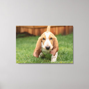 Basset Houng Puppy Walking Canvas Print