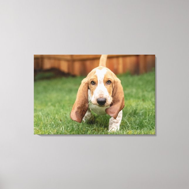 Basset Houng Puppy Walking Canvas Print (Front)