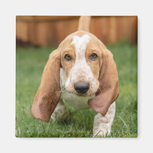Basset Houng Puppy Walking Magnet