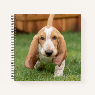 Basset Houng Puppy Walking Notebook