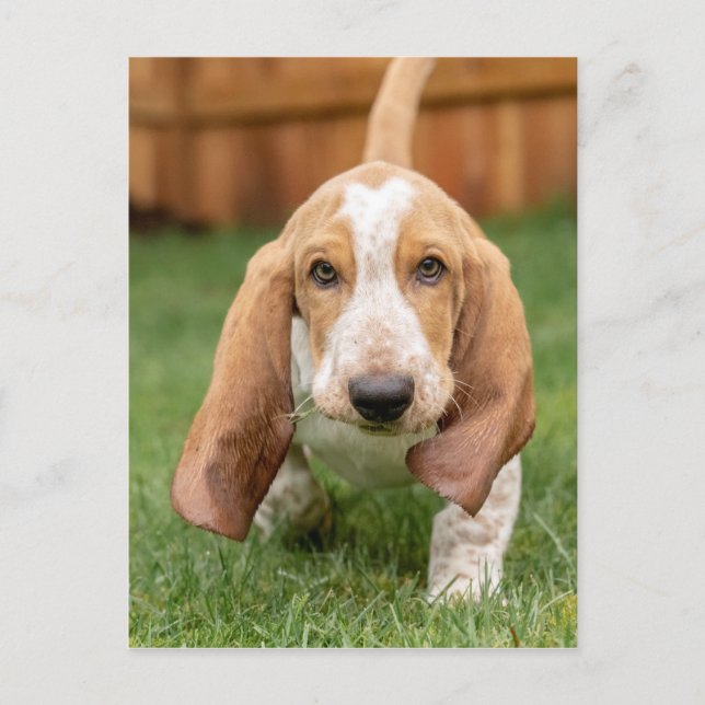 Basset Houng Puppy Walking Postcard (Front)