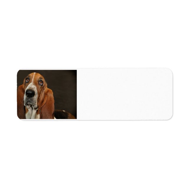 bassett hound 2 (Front)