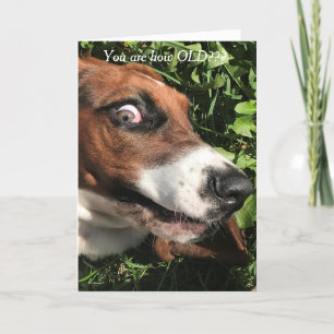 Bassett Hound Birthday Card Funny