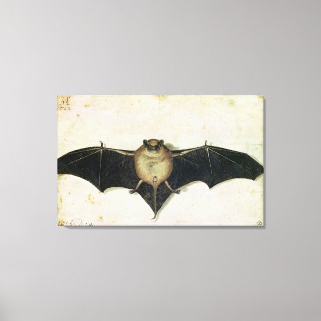 Bat, 1522 canvas print (Front)