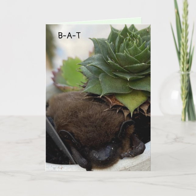 Bat Birthday Card - Birthday Accolades To you (Front)