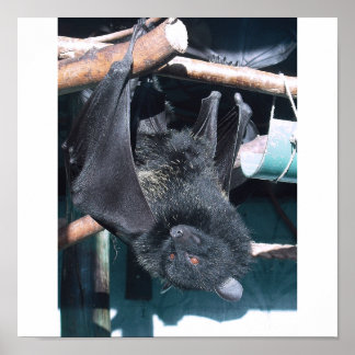 bat cape poster
