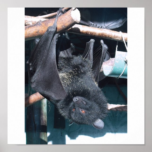 bat cape poster (Front)