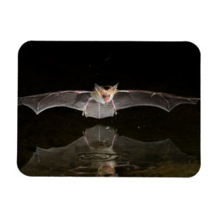 Bat drinking in flight, Arizona Magnet