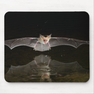 Bat drinking in flight, Arizona Mouse Mat