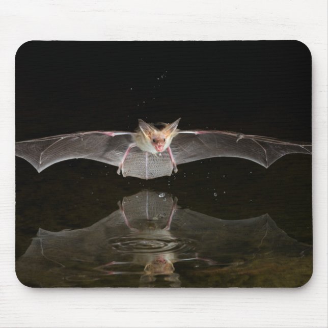 Bat drinking in flight, Arizona Mouse Mat (Front)