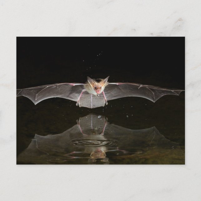 Bat drinking in flight, Arizona Postcard (Front)