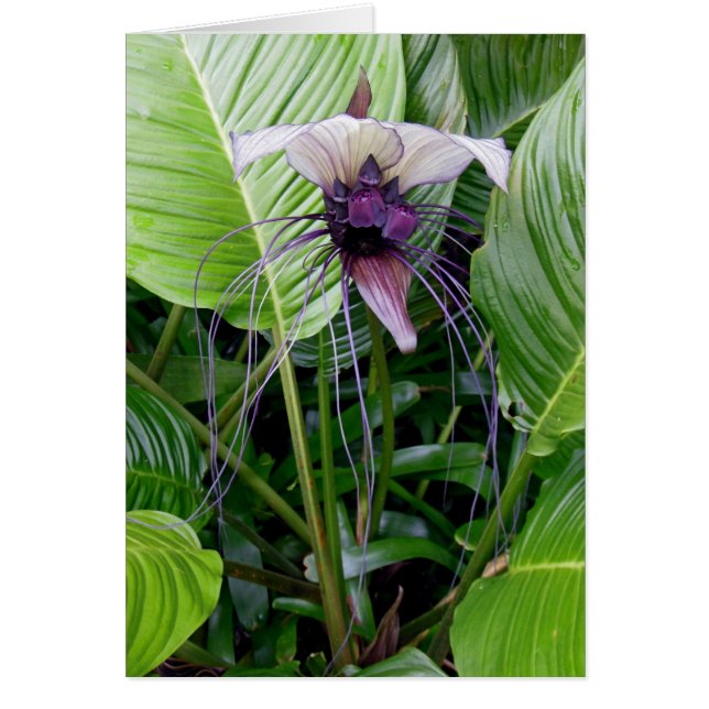 Bat Flower (Front)