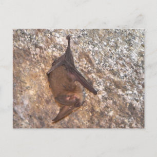 Bat In A Cave Postcard