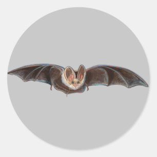 Bat Pipistrellus pipistrellus Illustration Grey Classic Round Sticker