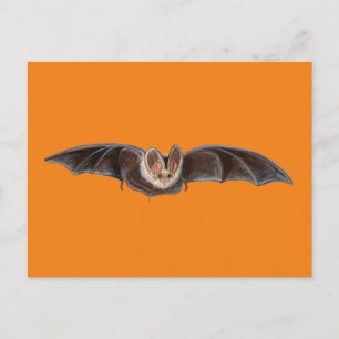 Bat Pipistrellus pipistrellus Illustration Orange Holiday Postcard