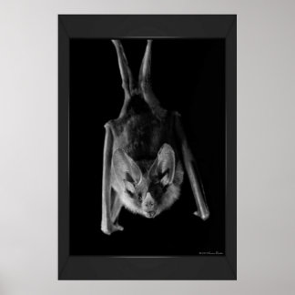 Bat Print