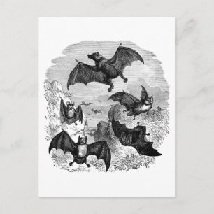 Bat Sketch Postcard