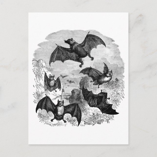 Bat Sketch Postcard (Front)