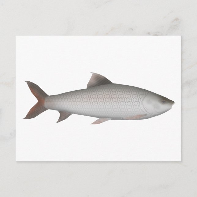 Bata Postcard (Front)