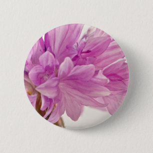 Batchelor Button
