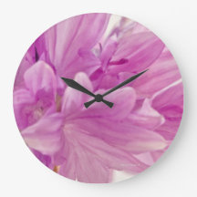 Batchelor Button