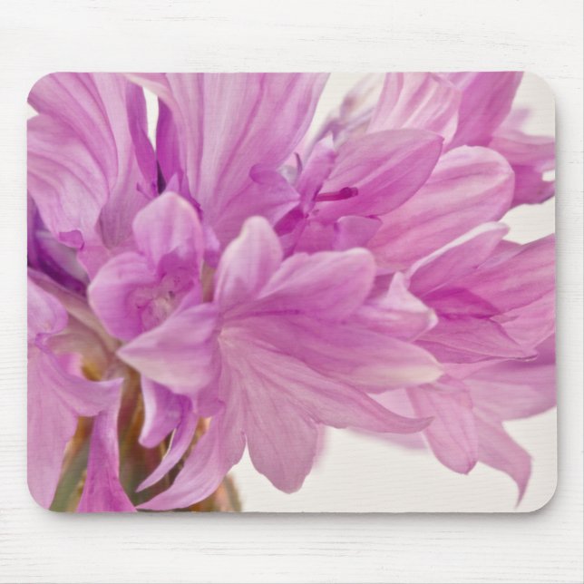 Batchelor Button Mouse Mat (Front)