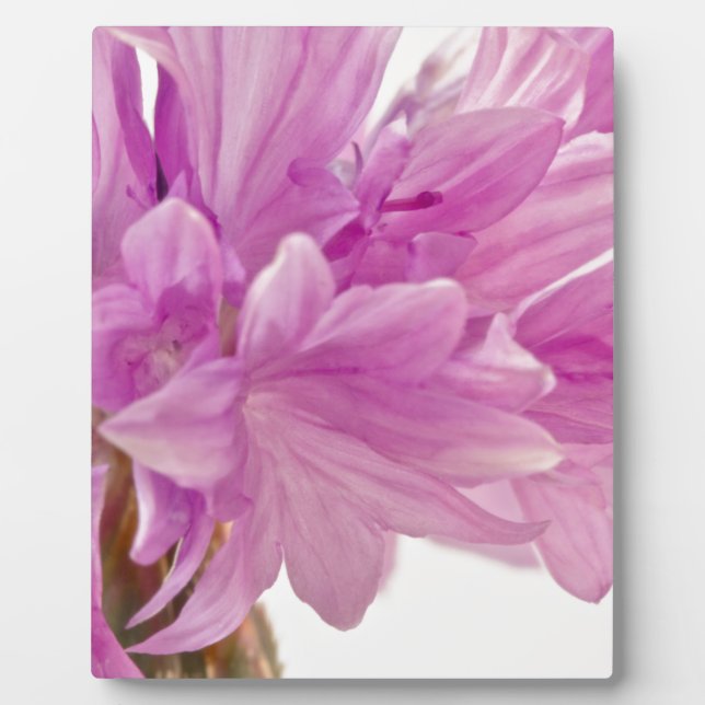 Batchelor Button Plaque (Front)