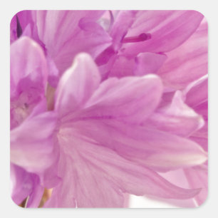 Batchelor Button Square Sticker