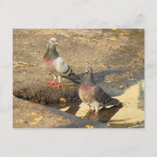Bath Time for Pigeons Postcard