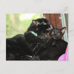 Bath time  holiday postcard