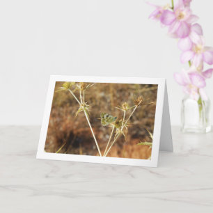 Bath White Butterfly, Pontia Daplidice Card