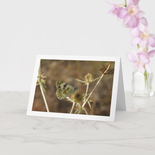 Bath White Butterfly, Pontia Daplidice Card (Orchid)