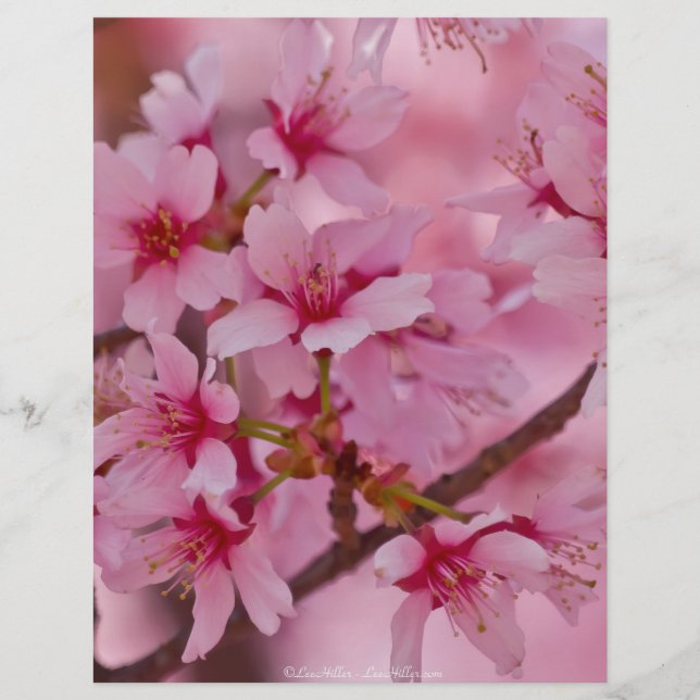 Bathed in Pink Japanese Cherry Blossoms (Front)
